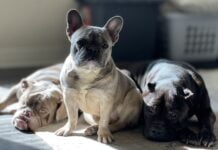 Französische Bulldogge französische bulldoge