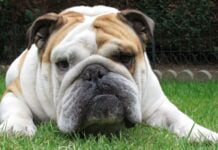 Englische Bulldogge englische bulldoge