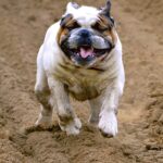 englische bulldoge