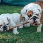 englische bulldoge