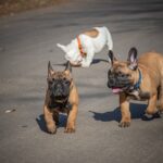 französische bulldoge