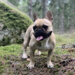 französische bulldoge