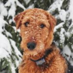 Airedale Terrier