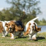 Basset Hound