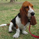 Basset Hound