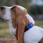 Basset Hound
