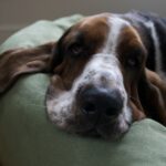 Basset Hound
