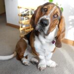 Basset Hound