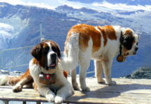 Bernhardiner Bernhardiner