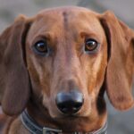 Dackel