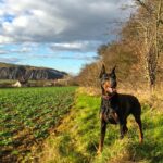 Dobermann Pinscher