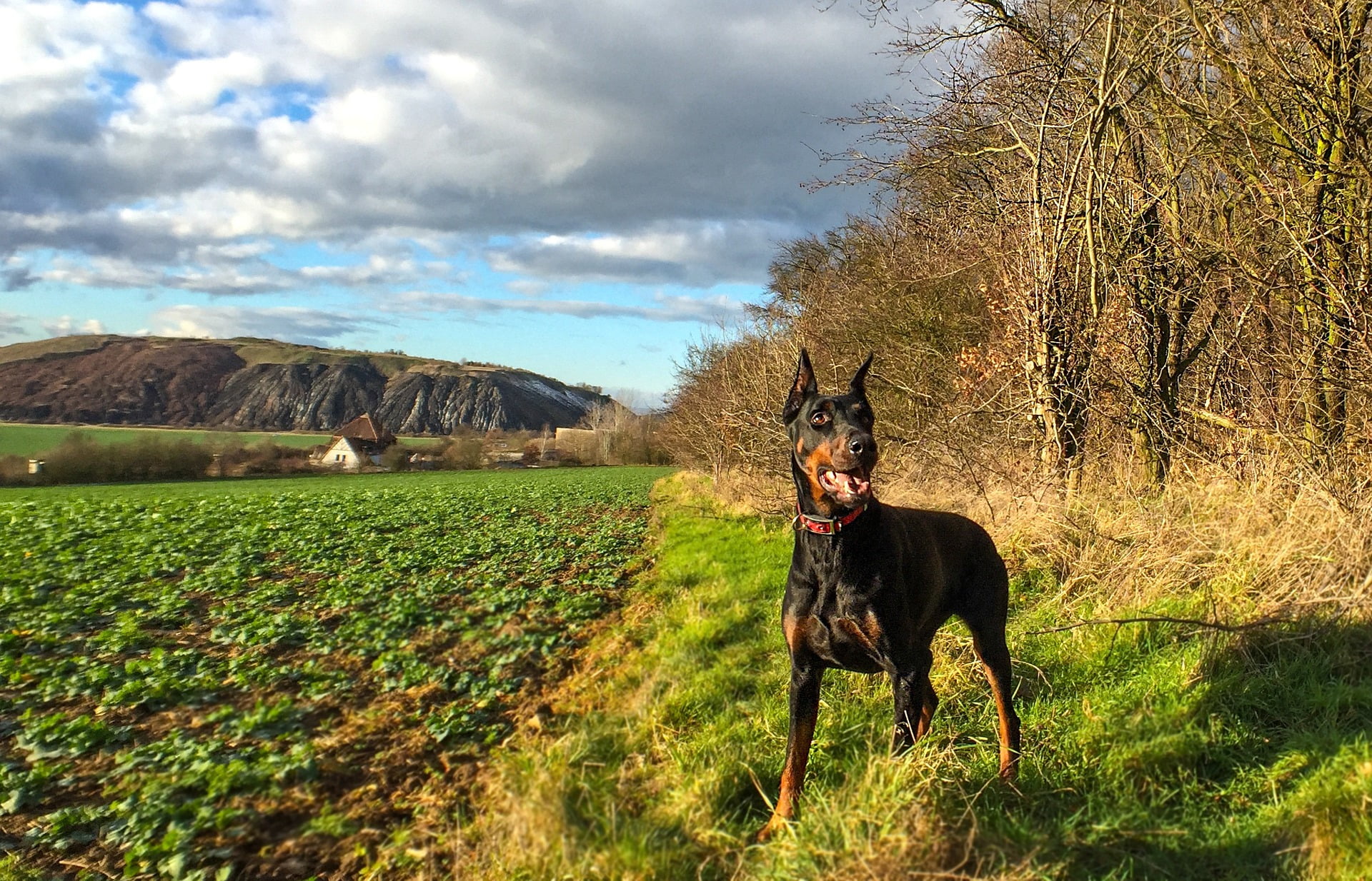 Dobermann Pinscher