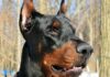 Dobermann Pinscher