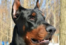 Dobermann Pinscher