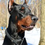 Dobermann Pinscher