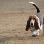 Basset Hound