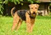 Airedale Terrier