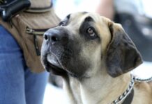 Hundetraining