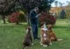 Hundetraining