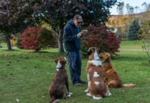 Hundetraining