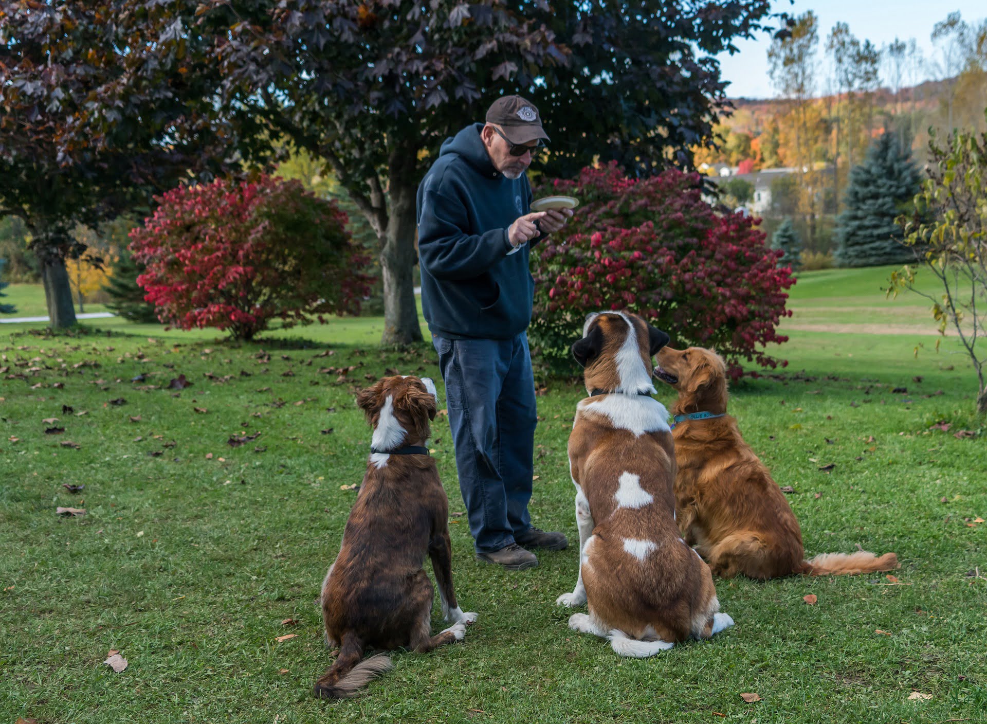 Hundetraining