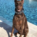 Dobermann Pinscher