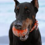 Dobermann Pinscher