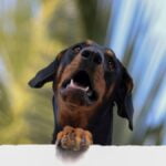 Dobermann Pinscher