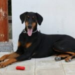 Dobermann Pinscher