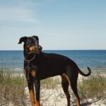 Dobermann Pinscher