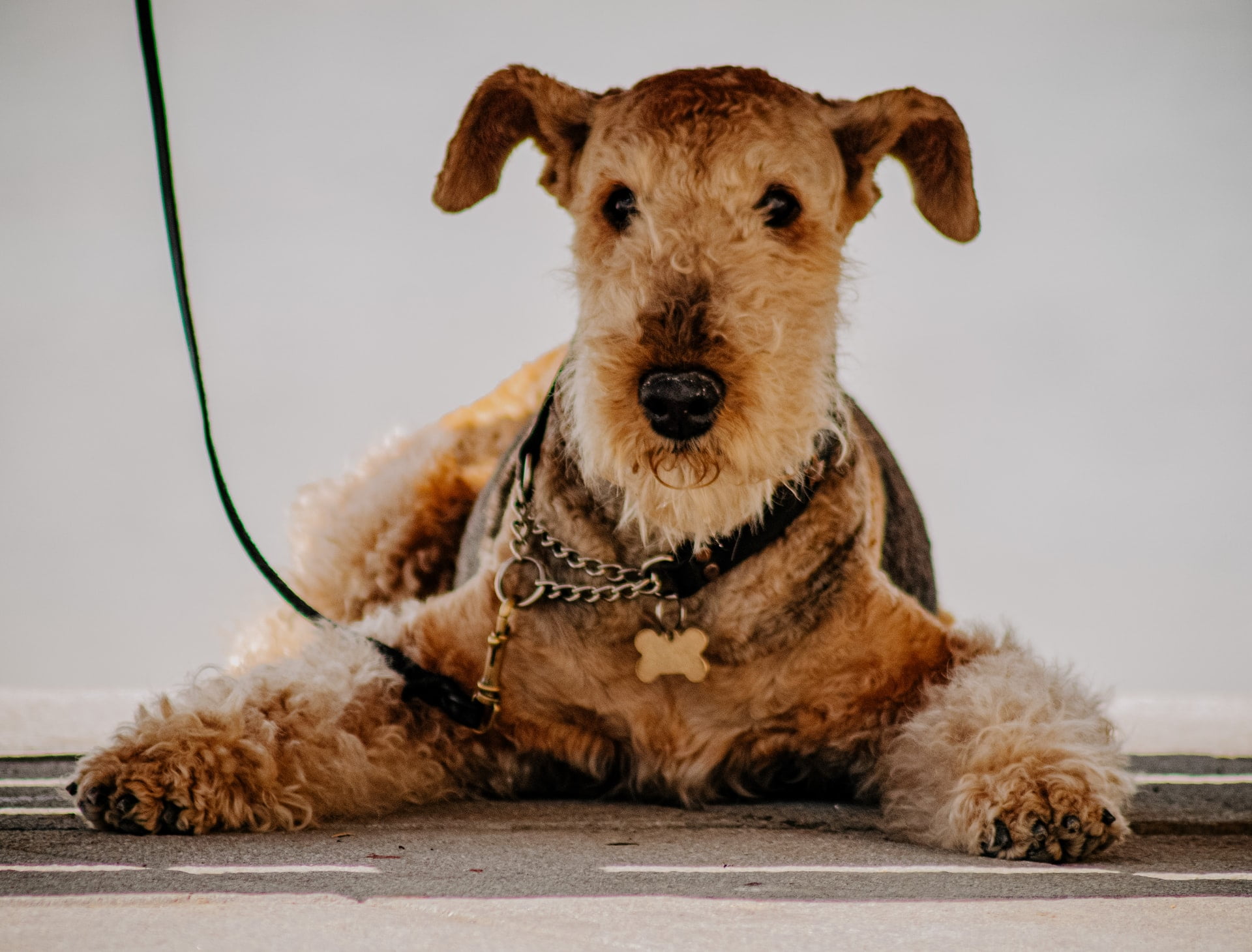 Airedale Terrier