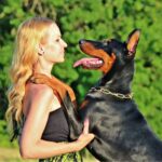 Dobermann Pinscher