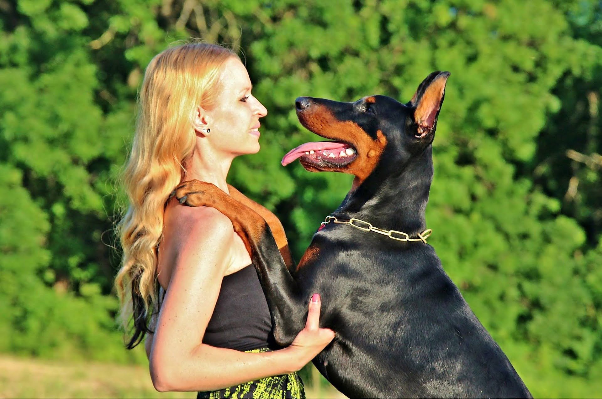 Dobermann Pinscher