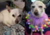 Ältester Hund der Welt