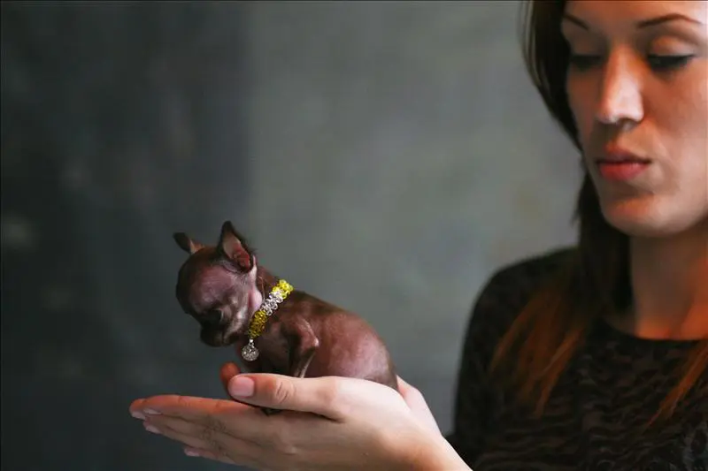 Chihuahua Miracle Milly