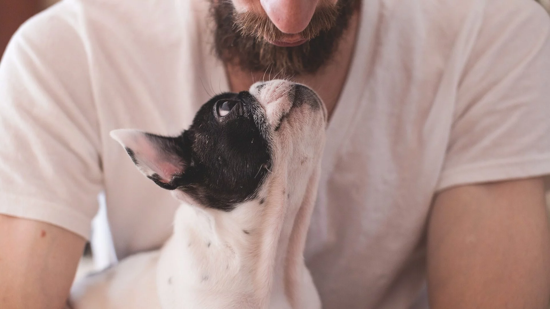 Hund und Mensch