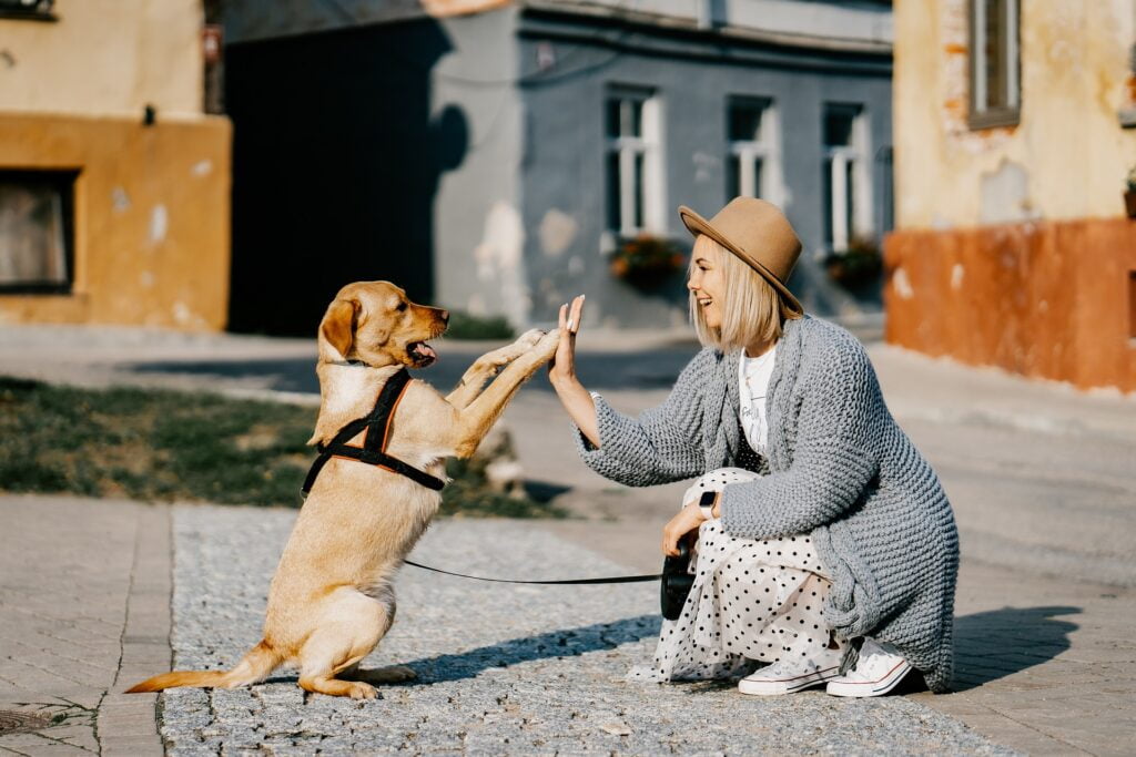 Hund trainieren