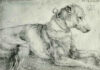 Albrecht Dürer, Liegender Hund