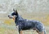 Australian Cattle Dog