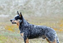 Australian Cattle Dog