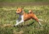 Basenji