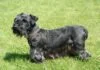 Cesky-Terrier