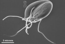 Giardia muris