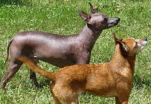 Xoloitzcuintle