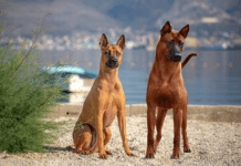 Thai Ridgeback