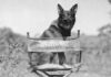 Rin Tin Tin