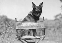 Rin Tin Tin