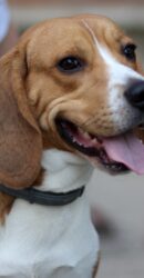 Beagle