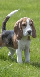 Beagle
