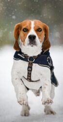 Beagle